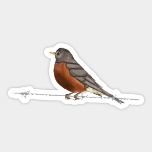 Robin on Barbed Wire Sticker